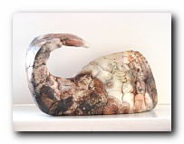 Barnacled Whale
